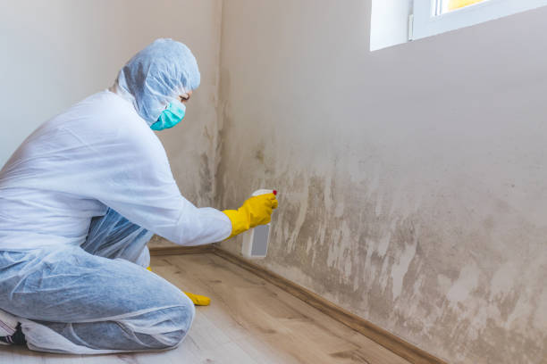 Licensed Black Mold Removal service in Millersville, TN - WQB Mold Removal